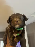 Green boy , a male Yorkshire Terrier for sale in Allentown, PA – Photo 2 of 5