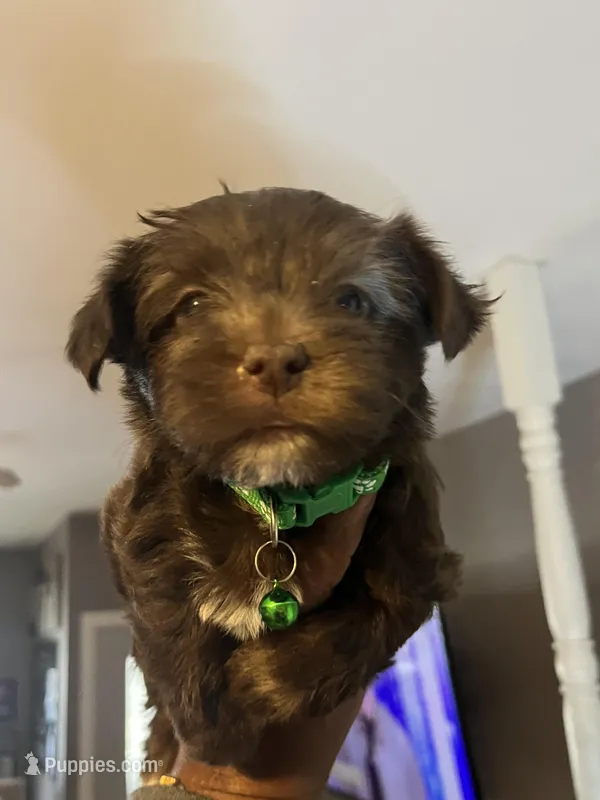 Green boy  – Yorkshire Terrier puppy for sale in Allentown, PA