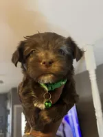 Green boy , a male Yorkshire Terrier for sale in Allentown, PA – Photo 1 of 5