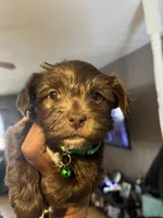 Green boy , a male Yorkshire Terrier for sale in Allentown, PA – Photo 5 of 5