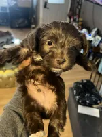 Green boy , a male Yorkshire Terrier for sale in Allentown, PA – Photo 3 of 5