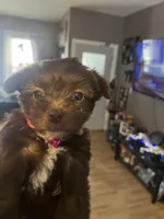 Pink girl , a female Yorkshire Terrier for sale in Allentown, PA – Photo 5 of 5