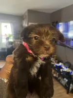 Pink girl , a female Yorkshire Terrier for sale in Allentown, PA – Photo 4 of 5