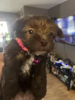 Pink girl , a female Yorkshire Terrier for sale in Allentown, PA – Photo 3 of 5