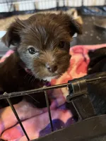 Pink girl , a female Yorkshire Terrier for sale in Allentown, PA – Photo 6 of 6