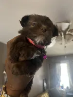 Pink girl , a female Yorkshire Terrier for sale in Allentown, PA – Photo 2 of 5