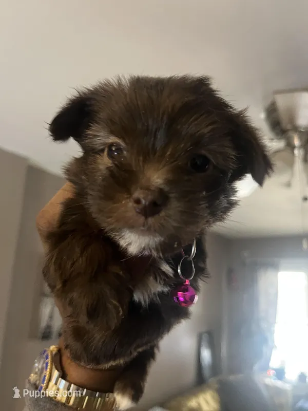Pink girl  – Yorkshire Terrier puppy for sale in Allentown, PA