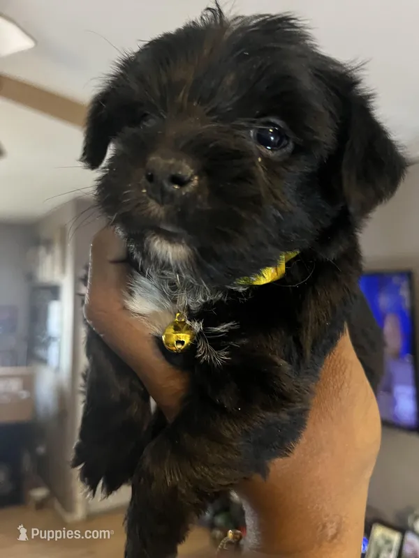 Yellow boy  – Yorkshire Terrier puppy for sale in Allentown, PA