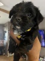 Yellow boy , a male Yorkshire Terrier for sale in Allentown, PA – Photo 1 of 5