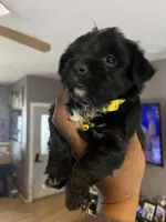 Yellow boy , a male Yorkshire Terrier for sale in Allentown, PA – Photo 2 of 5