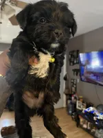 Yellow boy , a male Yorkshire Terrier for sale in Allentown, PA – Photo 4 of 5