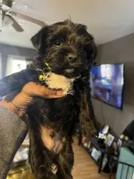 Yellow boy , a male Yorkshire Terrier for sale in Allentown, PA – Photo 5 of 5