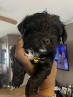 Yellow boy , a male Yorkshire Terrier for sale in Allentown, PA – Photo 3 of 5