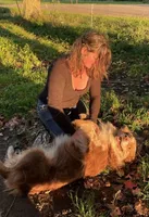Native Aussie Baa Baa, a female Australian Shepherd for sale in Buffalo, NY – Photo 4 of 4