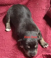 Native Aussie Baa Baa, a female Australian Shepherd for sale in Buffalo, NY – Photo 1 of 4