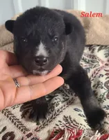 Native American Indian Salem, a female Siberian Husky for sale in Buffalo, NY – Photo 1 of 3