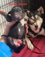 Native Australian Shepherd, a female Native American Indian Dog for sale in Buffalo, NY – Photo 5 of 8