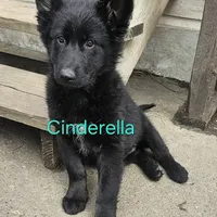 Bear Cub Shepherd, a  German Shepherd Dog and Native American Indian Dog for sale in Buffalo, NY – Photo 2 of 2