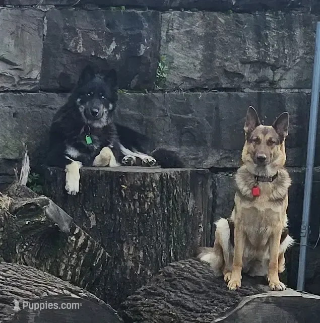 Bear Cub Shepherd – German Shepherd Dog, Native American Indian Dog puppy for sale in Buffalo, NY
