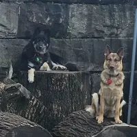 Bear Cub Shepherd, a  German Shepherd Dog and Native American Indian Dog for sale in Buffalo, NY – Photo 1 of 2