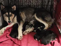 Native Australian Shepherd, a female Australian Shepherd for sale in Buffalo, NY – Photo 5 of 10
