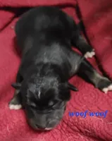 Native Australian Shepherd, a female Australian Shepherd for sale in Buffalo, NY – Photo 7 of 10