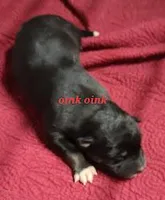 Native Australian Shepherd, a female Australian Shepherd for sale in Buffalo, NY – Photo 4 of 10