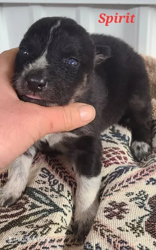 Native American Indian (Spirit, a female German Shepherd Dog for sale in Buffalo, NY – Photo 1 of 3