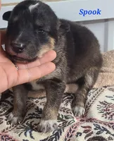 Native American Indian Spook, a male Siberian Husky for sale in Buffalo, NY – Photo 1 of 3