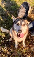 Native American Indian Spook, a male Siberian Husky for sale in Buffalo, NY – Photo 3 of 3