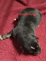 Native Aussie Neigh Neigh, a female Australian Shepherd for sale in Buffalo, NY – Photo 1 of 3