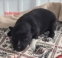 Native American Indian Sabrina, a female Alaskan Husky for sale in Buffalo, NY – Photo 1 of 3
