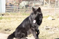 Native American Indian Sabrina, a female Alaskan Husky for sale in Buffalo, NY – Photo 3 of 3