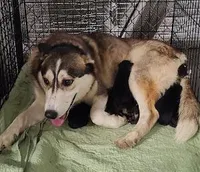 Echo, a female Alaskan Malamute for sale in Buffalo, NY – Photo 2 of 3