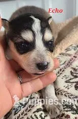 Echo, a female Alaskan Malamute for sale in Buffalo, NY – Photo 1 of 3