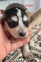 Echo, a female Alaskan Malamute for sale in Buffalo, NY – Photo 1 of 3