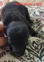 Luna, a female German Shepherd Dog for sale in Buffalo, NY – Photo 2 of 3