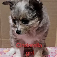 Aussiepom waitlist info. Fall 2026, a  Toy Australian Shepherd for sale in Buffalo, NY – Photo 4 of 10