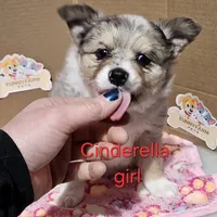 Aussiepom waitlist info. Fall 2026, a  Toy Australian Shepherd for sale in Buffalo, NY – Photo 2 of 10