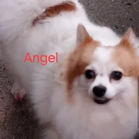 Aussiepom waitlist info. Fall 2026, a  Toy Australian Shepherd for sale in Buffalo, NY – Photo 9 of 10