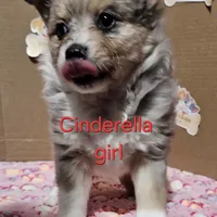 Aussiepom waitlist info. Fall 2026, a  Toy Australian Shepherd for sale in Buffalo, NY – Photo 1 of 10