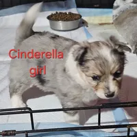 Aussiepom waitlist info. Fall 2026, a  Toy Australian Shepherd for sale in Buffalo, NY – Photo 5 of 10