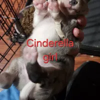 Aussiepom waitlist info. Fall 2026, a  Toy Australian Shepherd for sale in Buffalo, NY – Photo 7 of 10