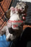 Cinderella, a female Toy Australian Shepherd for sale in Buffalo, NY – Photo 7 of 10
