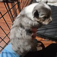 Aussiepom waitlist info. Fall 2026, a  Toy Australian Shepherd for sale in Buffalo, NY – Photo 8 of 10