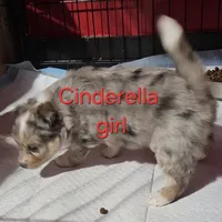 Aussiepom waitlist info. Fall 2026, a  Toy Australian Shepherd for sale in Buffalo, NY – Photo 6 of 10