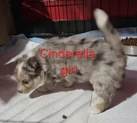 Cinderella, a female Toy Australian Shepherd for sale in Buffalo, NY – Photo 6 of 10