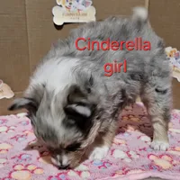 Aussiepom waitlist info. Fall 2026, a  Toy Australian Shepherd for sale in Buffalo, NY – Photo 3 of 10