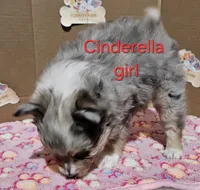 Cinderella, a female Toy Australian Shepherd for sale in Buffalo, NY – Photo 3 of 10