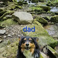 Aussiepom waitlist info. Fall 2026, a  Toy Australian Shepherd for sale in Buffalo, NY – Photo 10 of 10